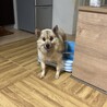 迷子で出会ったわんちゃん サムネイル2