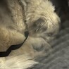 迷子で出会ったわんちゃん サムネイル3