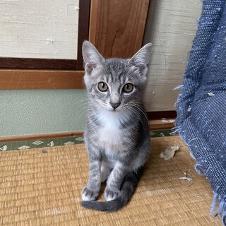 灰色の縞の女の子です！