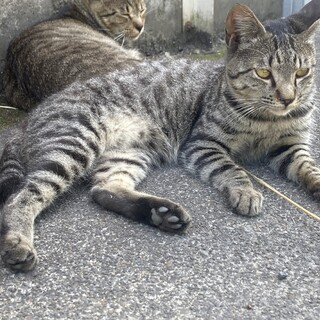 元気なキジトラの男の子！