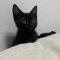活発で猫も人も大好きな木村じゅく君