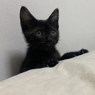 活発で猫も人も大好きな木村じゅく君