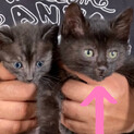 【FIV陽性】推定3ヶ月？少し柄あり黒猫のメス♪
