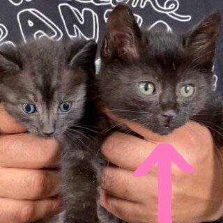 【FIV陽性】推定3ヶ月？少し柄あり黒猫のメス♪