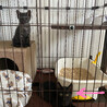 【FIV陽性】推定3ヶ月？少し柄あり黒猫のメス♪ サムネイル2