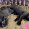 【FIV陽性】推定3ヶ月？少し柄あり黒猫のメス♪ サムネイル3