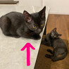 【FIV陽性】推定3ヶ月？少し柄あり黒猫のメス♪ サムネイル4