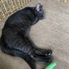 【FIV陽性】推定3ヶ月？少し柄あり黒猫のメス♪ サムネイル5