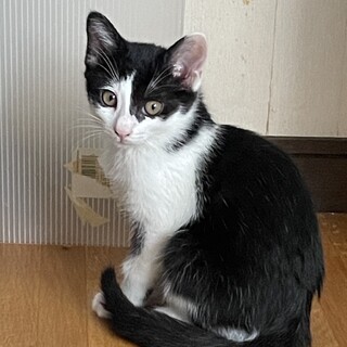 ちょっとシャイなルビアくん