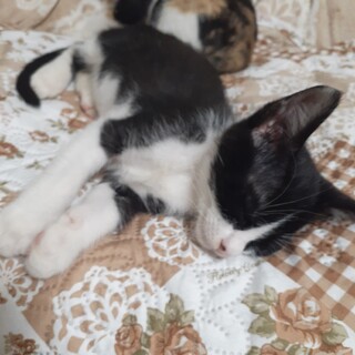 素敵な家族がみつかりました！なずな君