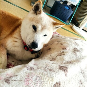 ゆづ樹ちゃんつゆくん☂大丈夫？(；´Д｀)？？早く収まりますように！☂銀太くんたちは大丈夫かな…(ToT)