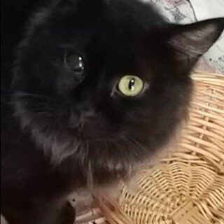 もふもふの家族を見つけたい！