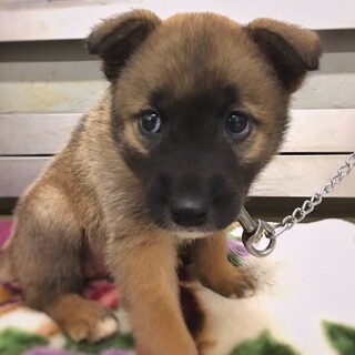 【相談中】かわいい子犬　ルルちゃん　2ヶ月