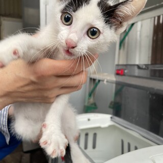 スリスリ仔猫