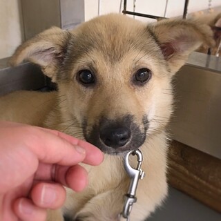 【相談中】ダッフィーみたいな子犬　ラナちゃん