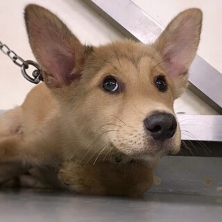 【相談中】ダッフィーみたいな子犬　ラクくん　3ヶ月