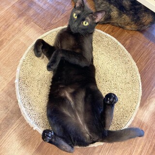 甘えん坊お膝大好きかとちゃん♀️