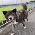 秋田犬　女の子　のりちゃん