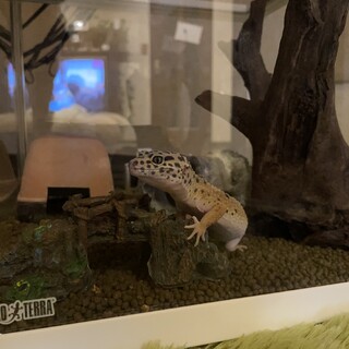 よろしくお願いします