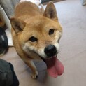 柴犬　女の子　マリちゃん