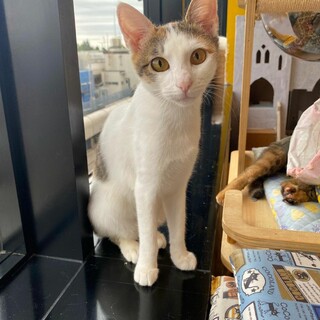 美人三毛猫のーら♀️