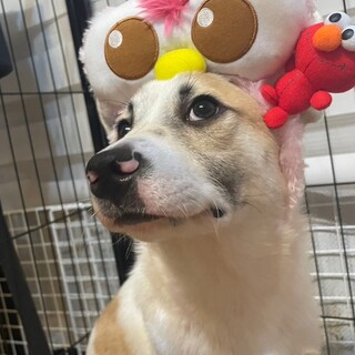 竹藪から保護しました　家族として迎えてあげて下さい