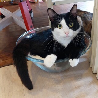 お転婆な白黒カーディー♀️