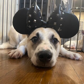 竹藪から保護しました　家族として迎えてあげて下さい