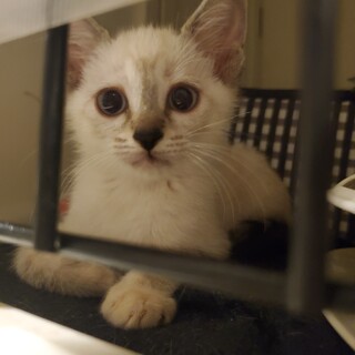 シャムMixのキュアノス♀️