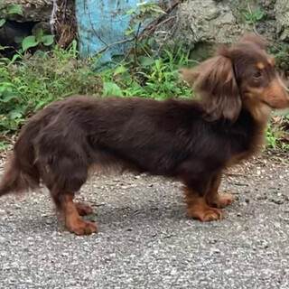 元気いっぱいな「マナちゃん」