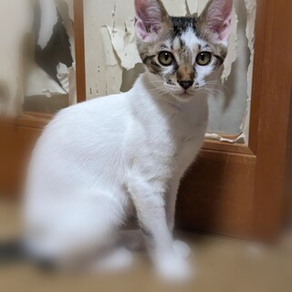 ☆お顔が個性的　キジ白　女の子　レイ☆