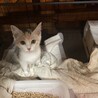 あお37さん