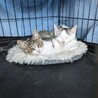 約2〜3か月のきょうだい子猫ちゃん 超かわいい サムネイル2