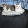 約2〜3か月のきょうだい子猫ちゃん 超かわいい サムネイル3