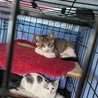 約2〜3か月のきょうだい子猫ちゃん 超かわいい サムネイル4