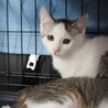 約2〜3か月のきょうだい子猫ちゃん 超かわいい サムネイル5