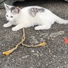約2〜3か月のきょうだい子猫ちゃん 超かわいい サムネイル7