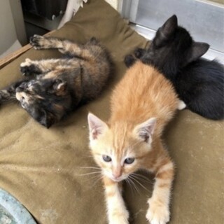2ヶ月の子猫　茶トラ、黒猫、サビ猫