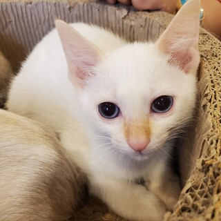 笹かま猫のガラノス♂️