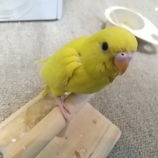 セキセイインコ募集終了