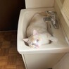 初心者です。よろしくお願いいたします