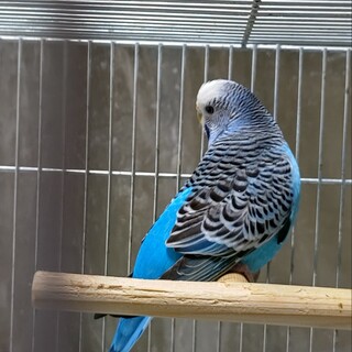 セキセイインコ♀5歳の里親様募集