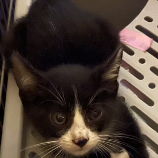 可愛いチビ猫ハチワレブチです