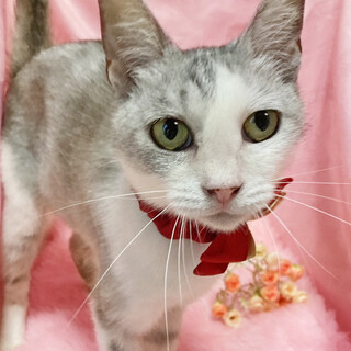 人懐っこい甘えん坊♪パステル三毛『ユキちゃん』