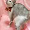 人懐っこい甘えん坊♪パステル三毛『ユキちゃん』 サムネイル3