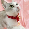 人懐っこい甘えん坊♪パステル三毛『ユキちゃん』 サムネイル4