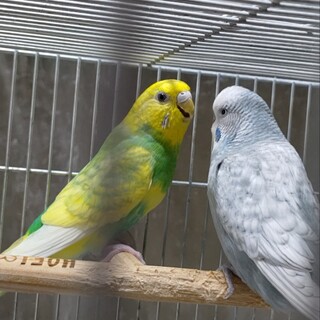 セキセイインコペアの里親様募集