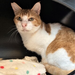 【そう(漱石)】おっとりした、お膝乗りさん