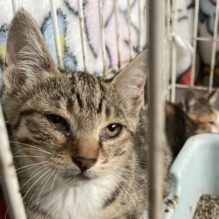 子猫キジ3ヶ月ぼ～とした子です。