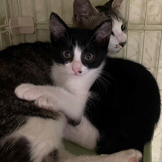 可愛いプリンセス♬みつばちゃん